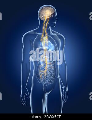 L'illustration montre le cerveau et le nerf vague (dixième nerf crânien) avec les poumons, le cœur, l'estomac et le tube digestif Banque D'Images