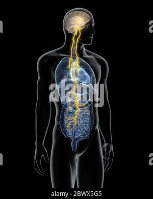 L'illustration montre le cerveau et le nerf vague (dixième nerf crânien) avec les poumons, le cœur, l'estomac et le tube digestif Banque D'Images