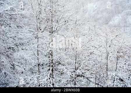 Forêt d'hiver avec fond de neige. Banque D'Images