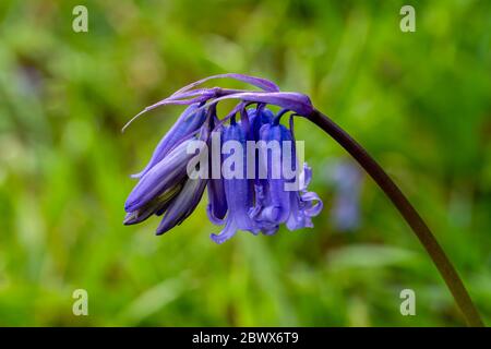 Bluebell (hyacinthoides non scripta) plante vivace à bulbe de fleur de printemps bleue trouvée dans les bois pendant la saison de printemps photo de stock Banque D'Images