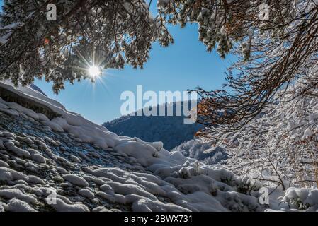 Le soleil brille à travers des branches enneigées dans une forêt dans les montagnes Banque D'Images