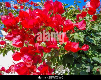 Un gros plan d'une fleur Bougainvillea glabra Banque D'Images