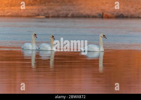 Trois cygnes blancs muets (Cygnus olor) nageant dans le lac de Kerkini en hiver Banque D'Images