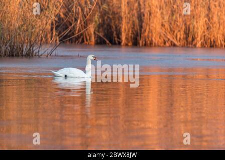 Cygne sauvage muet dans le lac Kerkini en hiver Banque D'Images