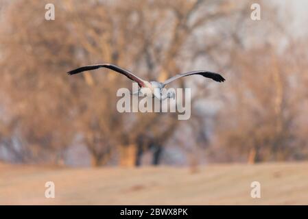 Grand flamants roses (Phoenicopterus roseus) volant dans le parc national du lac de Kerkini Banque D'Images