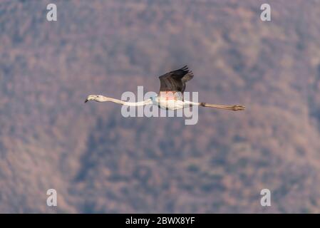 Jeune grand flamants volant dans le parc national du lac Kerkini Banque D'Images