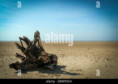 Driftwood sur la plage Banque D'Images