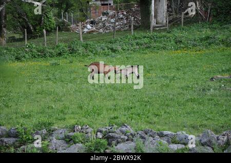 Mère et fils de chèvre dans la scène de tendresse sur fond d'herbe verte. Banque D'Images