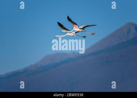 Deux plus grands flamants volant dans le parc national du lac Kerkini Banque D'Images