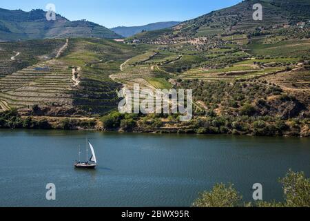 Yacht solitaire naviguant sur le fleuve Douro, au milieu des collines en terrasse couvertes de vignes près de Pinhão, au nord du Portugal Banque D'Images