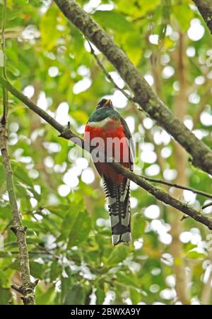 Trogon à col (Trogon collaris puella) adulte mâle perché sur la branche de la Tigra NP, Honduras février 2016 Banque D'Images