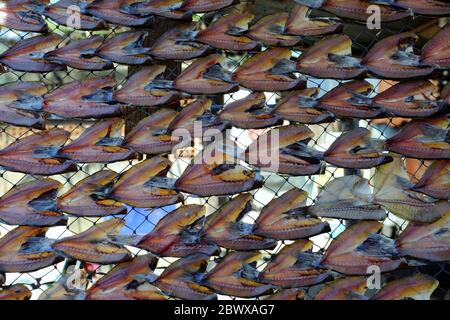 Saler la conservation du poisson en séchant au village de pêcheurs. Banque D'Images