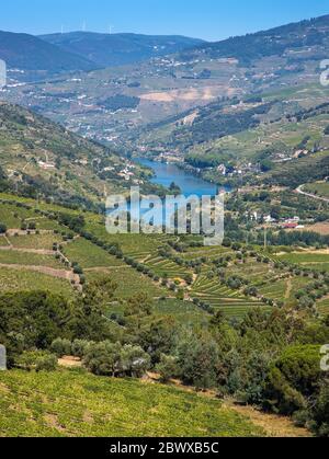Le fleuve Douro dans la vallée entouré de vignobles en terrasse le long de la région du Douro, dans le nord du Portugal Banque D'Images