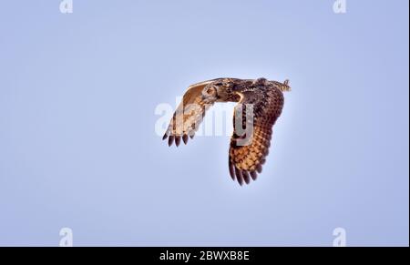 L'aigle-hibou indien, également appelé l'aigle-hibou de roche ou l'aigle-hibou du Bengale, est une grande espèce de hibou à cornes indigène des forêts de broussailles vallonnées et rocheuses dans le Banque D'Images