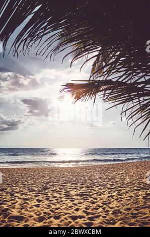 Plage tropicale avec feuilles de palmier au coucher du soleil, couleurs appliquées. Banque D'Images