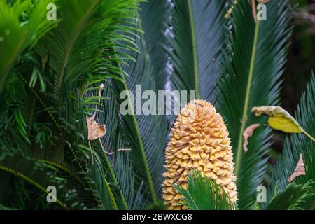 Sagou Palm avec fleur mâle à la Nouvelle-Orléans, Louisiane, États-Unis Banque D'Images