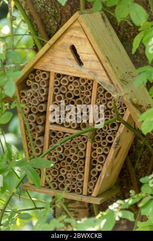 une vue rapprochée d'une maison de insectes qui a été faite par l'homme pour encourager les insectes et les insectes à nicher Banque D'Images