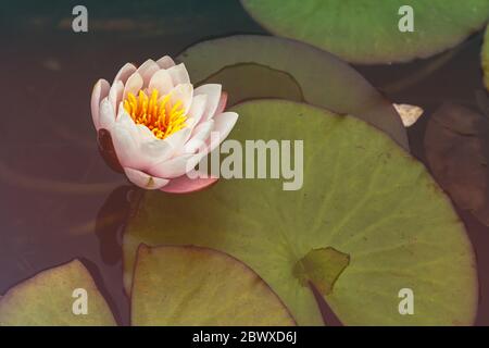 Nénuphars rose Nymphaea sp. Banque D'Images