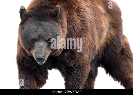 Ours brun européen (Ursus arctos arctos) gros plan portrait sur fond blanc Banque D'Images