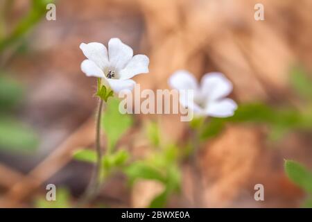 Gros plan sur les fleurs de némophila Nemophila heterophylla, parc national de Yosemite, Californie, États-Unis. Banque D'Images