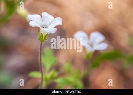 Gros plan sur les fleurs de némophila Nemophila heterophylla, parc national de Yosemite, Californie, États-Unis. Banque D'Images