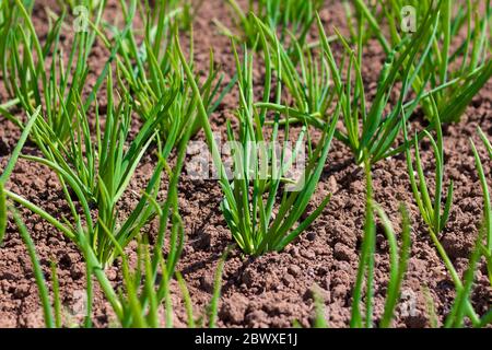 Les jeunes oignons verts poussent dans le jardin. Plumes juteuses de jeunes oignons. Banque D'Images