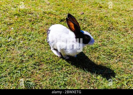 Un lapin dans les vastes terres verdoyantes de la station de Khajjiar Hill située dans l'Himachal Pradesh, Inde. Khajjiar est également connu sous le nom de Mini Suisse de l'Inde. Banque D'Images