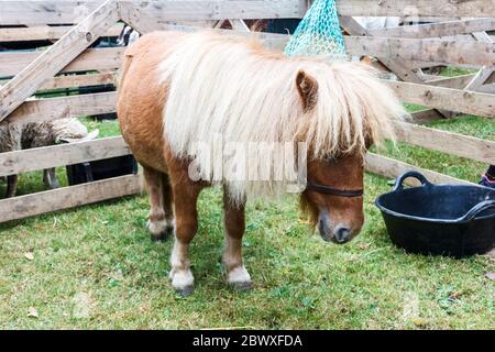 Poney Shetland miniature dans une ferme mobile, Londres, Royaume-Uni Banque D'Images