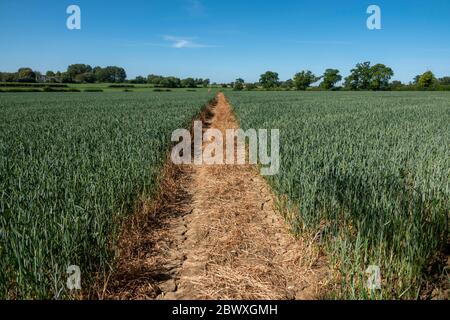 Une voie de coupe claire à travers un champ de blé immature divisant le limé en deux moitiés et formant un point de fuite sur l'horizon bordé d'arbres Banque D'Images