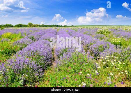 Dans un champ de lavande en fleurs sur fond de ciel bleu. Profondeur de champ. Point sur le premier plan. Banque D'Images