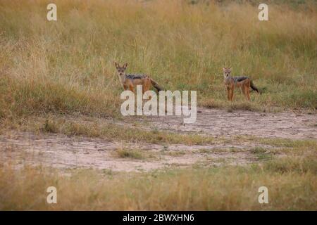 Deux cachas à dos noir dans la savane kenyane Banque D'Images