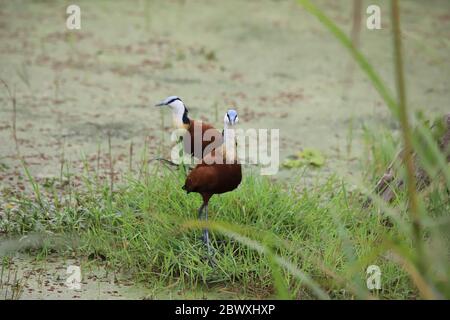 Deux jacanas africaines dans le parc national d'Amboseli au Kenya Banque D'Images