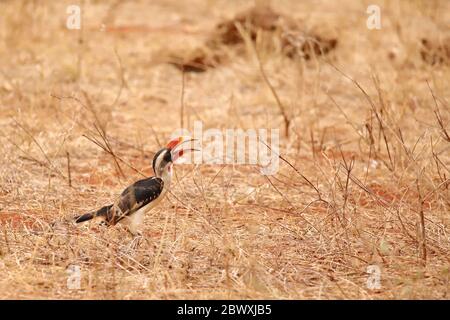 Hornbill capture quelque chose. Banque D'Images