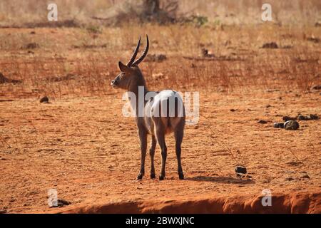 Le buck commun est reconnaissable au cercle creux blanc à la queue. Banque D'Images