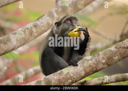 Le singe Sykes tient un fruit avec les deux mains à manger. Banque D'Images