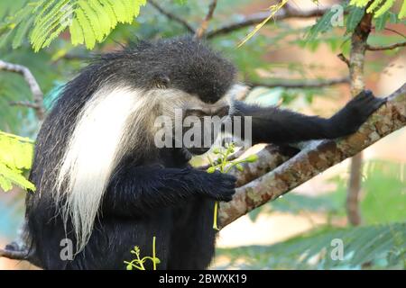 Le singe colobus angolais regarde une plante dans sa main Banque D'Images