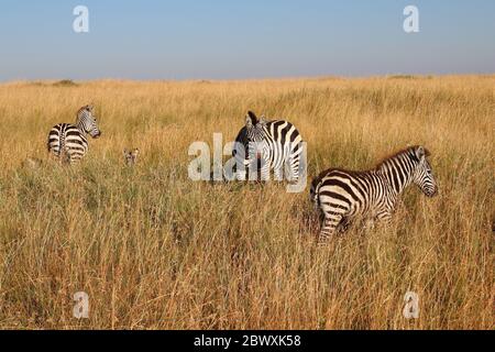 Zèbres dans la haute herbe du Maasai Mara Banque D'Images