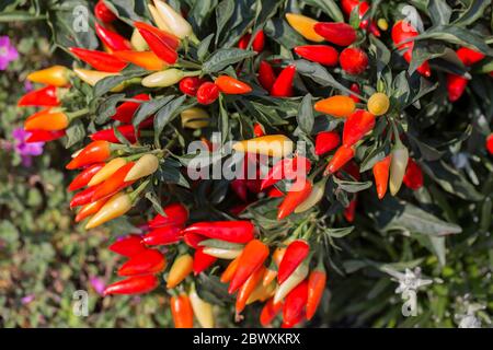 Poivrons de piment multicolores frais dans le jardin Banque D'Images