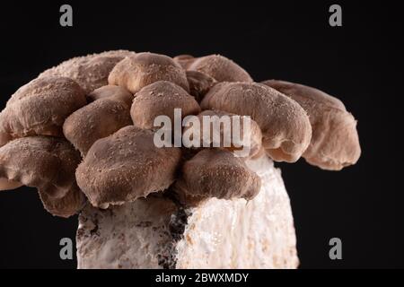 Champignons shiitake sur bloc de mycélium. Il est considéré comme un champignon médicinal sous certaines formes de médecine traditionnelle Banque D'Images