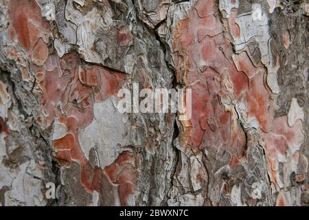 Motif d'écorce d'arbre épais Banque D'Images