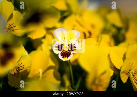 Bouquet de fleurs violettes jaunes en fleurs dans le champ Banque D'Images