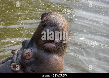 Gros plan de l'hippopotame (Hippopotamus amphibius) isolé dans l'eau soulevant le menton comme si bains de soleil visage, West Midland Safari Park, Royaume-Uni. Banque D'Images