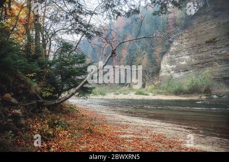 Rivière de montagne en automne. Côte rocheuse. Forêt colorée Banque D'Images