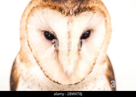 Photo d'un hibou dans la macro photographie. Des tours (Owl Tyto furcata ou Tyto alba), la chouette des tours se trouve dans divers endroits du monde. Face Banque D'Images