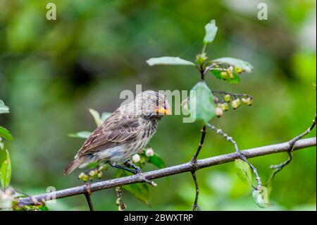 Une finch de terre moyenne sur l'île de Santa Cruz dans les îles Galapagos, en Équateur. Banque D'Images