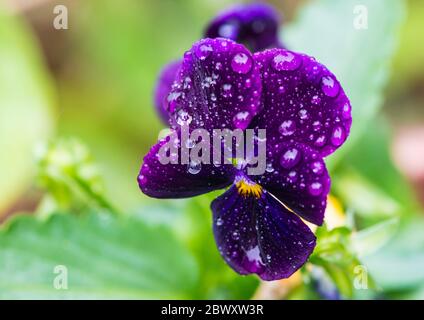 Photo macro d'une fleur de pansy violette recouverte de gouttes de pluie. Banque D'Images