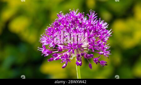 Photo macro d'une fleur de sensation de violet d'allium. Banque D'Images