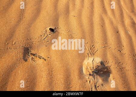 Pistes de lézard ou d'insectes dans les dunes de sable du désert de Wahiba Sands en Oman Banque D'Images