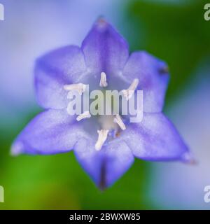Un plan macro sur la fleur d'une grassnut plante. Banque D'Images