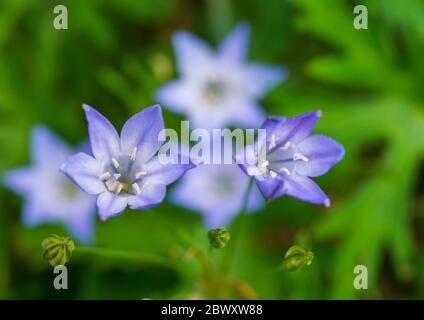 Un plan macro sur la fleur d'une grassnut plante. Banque D'Images